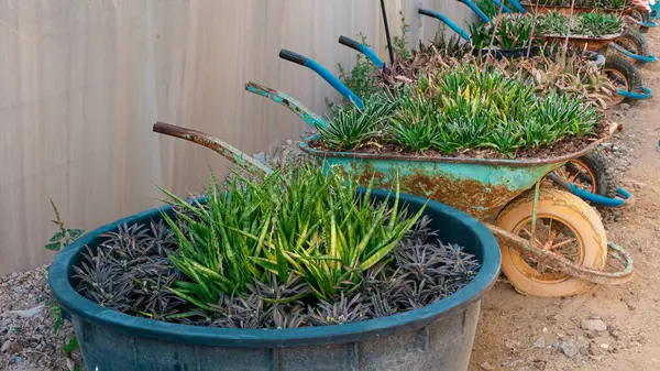 Bahçe el arabası bitkileri. Yüksek kalite fotoğraf