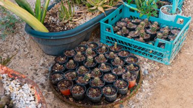 Bahçe el arabası bitkileri. Yüksek kalite fotoğraf