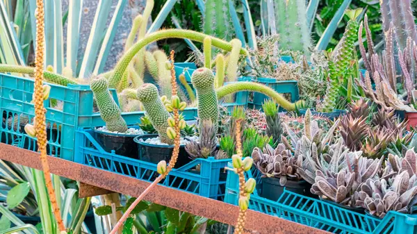 Bahçedeki bitkiler ve kaktüsler. Yüksek kalite fotoğraf