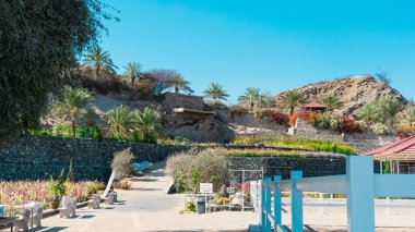 Miami sahilindeki gezinti güvertesinde hindistan cevizi palmiyesi ağaçları. Yüksek kalite fotoğraf