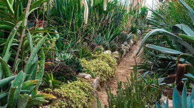 Bahçe el arabası bitkileri. Yüksek kalite fotoğraf