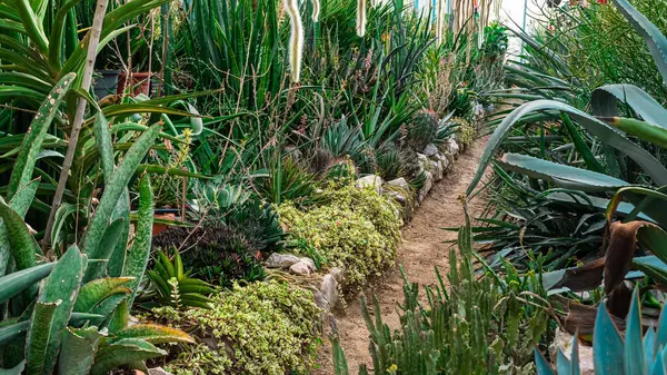 Bahçe el arabası bitkileri. Yüksek kalite fotoğraf