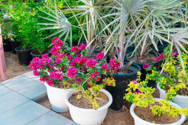 Bahçedeki bitkiler ve kaktüsler. Yüksek kalite fotoğraf