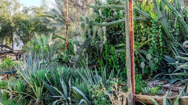 Bahçedeki bitkiler ve kaktüsler. Yüksek kalite fotoğraf