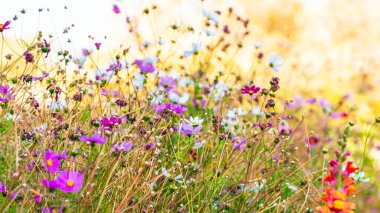 Renkli çiçekler. Yüksek kalite fotoğraf