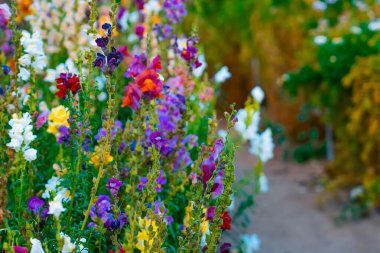 Renkli çiçekler. Yüksek kalite fotoğraf