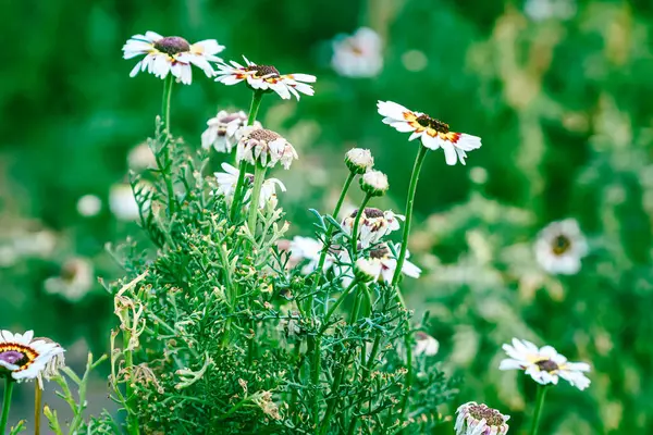 Renkli çiçekler. Yüksek kalite fotoğraf