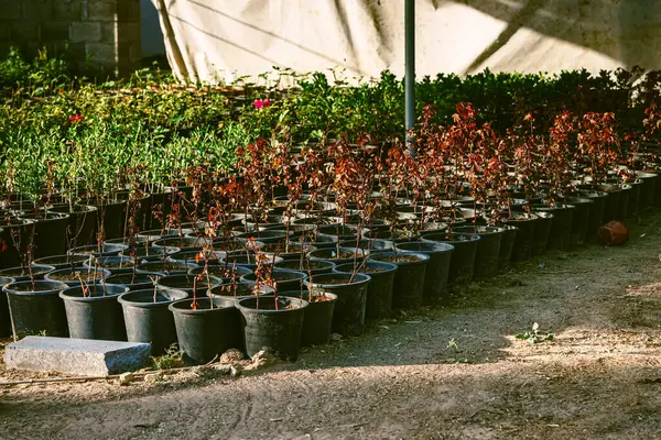 Saksıda bitkiler. Yüksek kalite fotoğraf