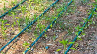 Damlatma sulama sistemi. Yüksek kalite fotoğraf