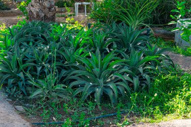 Damlatma sulama sistemi. Yüksek kalite fotoğraf