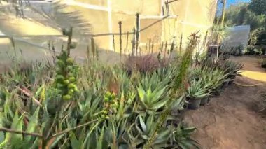 Aloe vera bitkileri bahçede yetişiyor..
