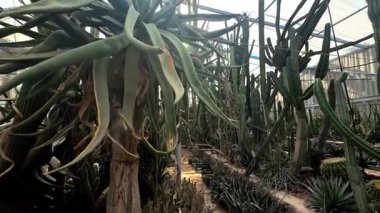 Güzel botanik fotoğrafı, doğal duvar kağıdı.