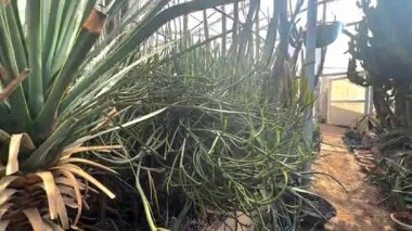 greenhouse with green leaves and flowers