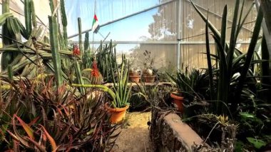 Güzel botanik fotoğrafı, doğal duvar kağıdı.