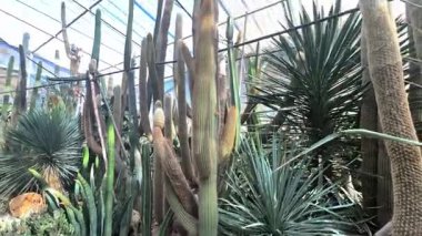 Bahçedeki palmiye yaprakları, boşluğu kopyala