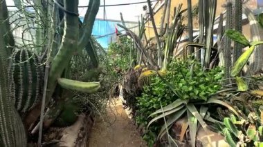 Güzel botanik fotoğrafı, doğal duvar kağıdı.