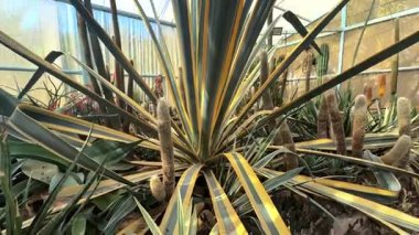 Kaktüs, bitki ve doğa