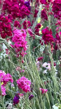 Bahçedeki güzel çiçekler