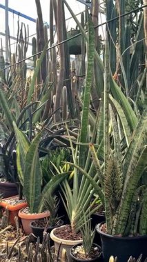 Barselona şehrinin güzel manzarası