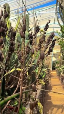 Bahçedeki kaktüse yakın.