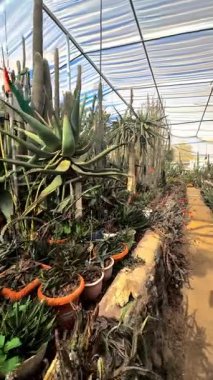 Bahçedeki sera ve ağaçlar