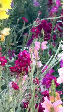 renkli çiçek yakın çekim