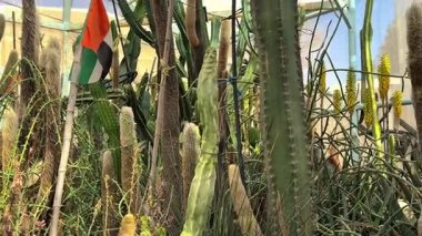 Seradaki kaktüsün yakın görüntüsü.