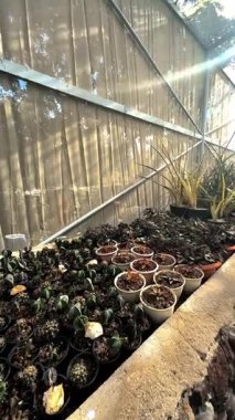 Güzel botanik fotoğrafı, doğal duvar kağıdı.