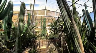 Güzel botanik fotoğrafı, doğal duvar kağıdı.