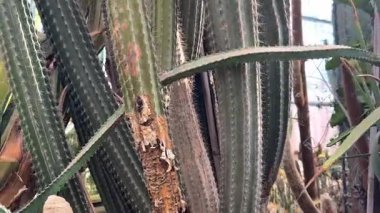 Bahçedeki kaktüs