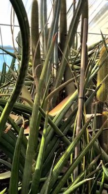 Doğanın güzel manzarası