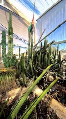 Güzel botanik fotoğrafı, doğal duvar kağıdı.