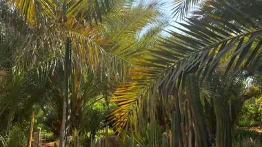 Güzel botanik fotoğrafı, doğal duvar kağıdı.