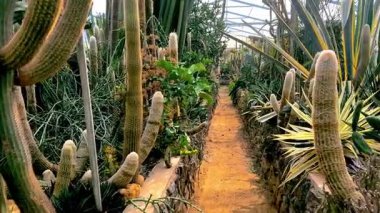 Güzel botanik fotoğrafı, doğal duvar kağıdı.