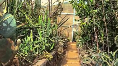 Kaktüs bahçede yeşil yaprakları ile