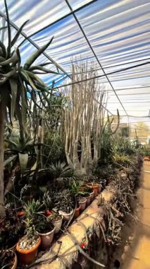 Bahçedeki serada bir sürü farklı çiçek var.