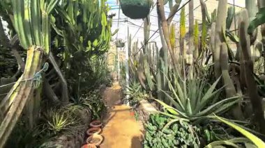 Güzel botanik fotoğrafı, doğal duvar kağıdı.