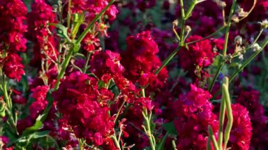 Bahçedeki güzel renkli çiçekler.