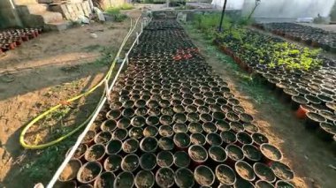 Güzel botanik fotoğrafı, doğal duvar kağıdı.