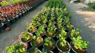 Kırmızı çiçekli yeşil ve kahverengi tencerelerin dikey çekimi