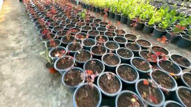 Güzel botanik fotoğrafı, doğal duvar kağıdı.