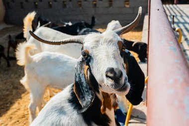 Plasentası hala asılı olan bir keçinin sahara çölünde yeni doğmuş yavrusunu temizlerken genel görüntüsü, Merzouga. Yüksek kalite fotoğraf