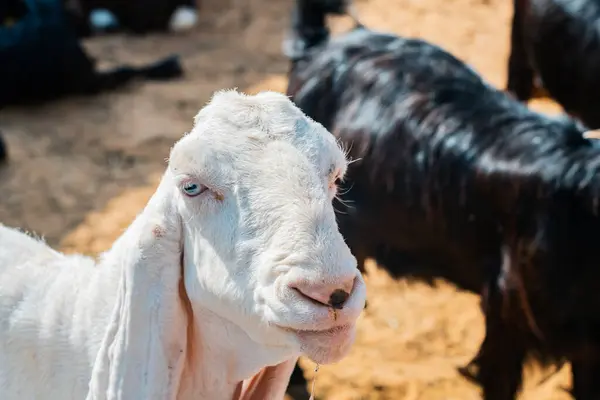 Plasentası hala asılı olan bir keçinin sahara çölünde yeni doğmuş yavrusunu temizlerken genel görüntüsü, Merzouga. Yüksek kalite fotoğraf