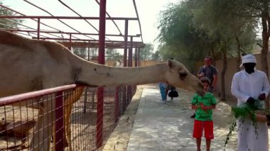 Mısır 'da hayvanat bahçesindeki deve