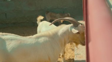 Çiftlikteki beyaz keçi