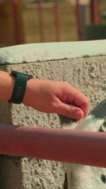 Çiftliğin elinde bir köpeği tutan bir adam..