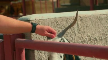 Erkek eli çiftlikte bir keçi tutuyor..