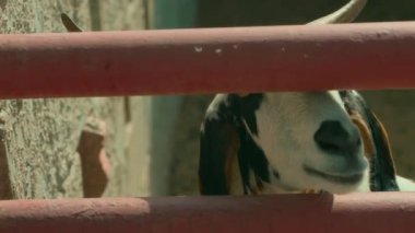 Bir keçinin yakın çekimi.