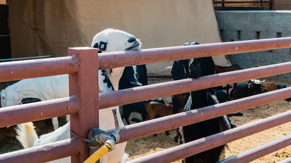 Plasentası hala asılı olan bir keçinin sahara çölünde yeni doğmuş yavrusunu temizlerken genel görüntüsü, Merzouga. Yüksek kalite fotoğraf