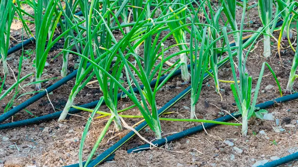 Bebek sebzeleri, serada, sulama sistemi ve modern tarım konseptiyle birlikte yetiştiriliyor. Yüksek kalite fotoğraf